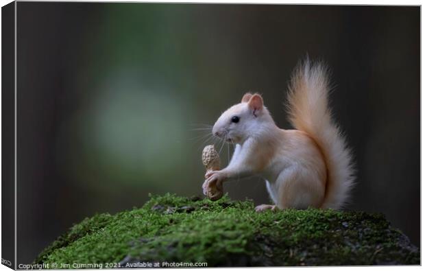 Leucistic White Squirrel with peanut Canvas Print by Jim Cumming