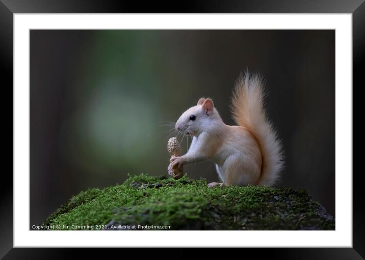 Leucistic White Squirrel with peanut Framed Mounted Print by Jim Cumming