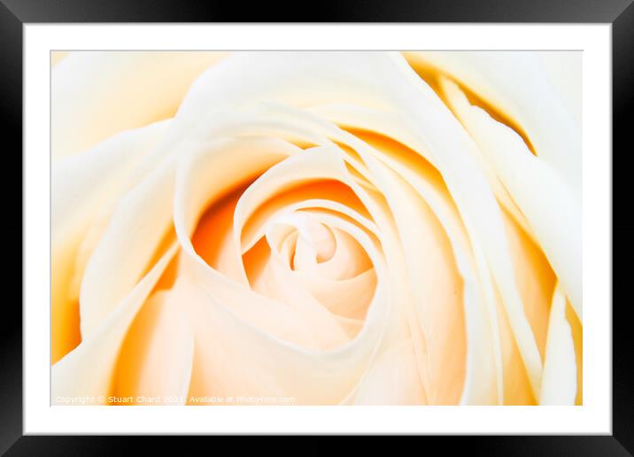 Close up shot of a beautiful pastel rose Framed Mounted Print by Travel and Pixels 