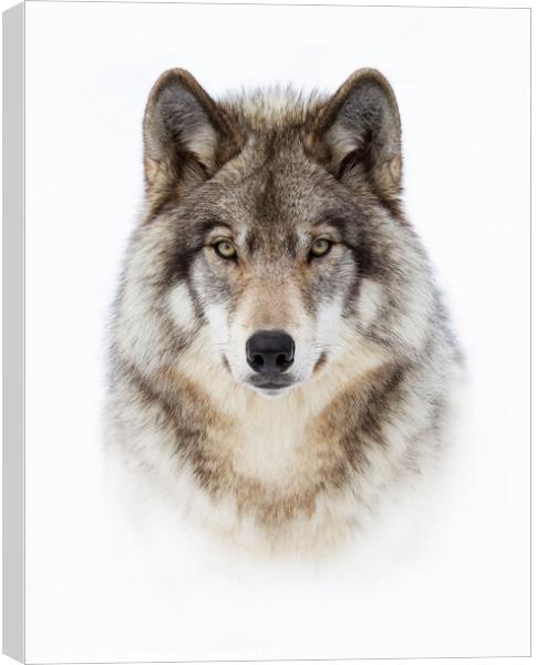 Portrait of a Wolf Canvas Print by Jim Cumming