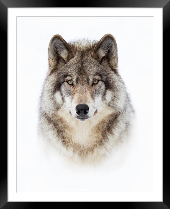 Portrait of a Wolf Framed Mounted Print by Jim Cumming