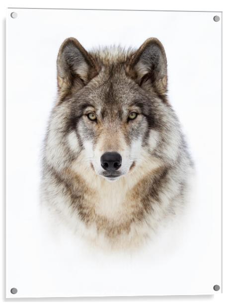 Portrait of a Wolf Acrylic by Jim Cumming