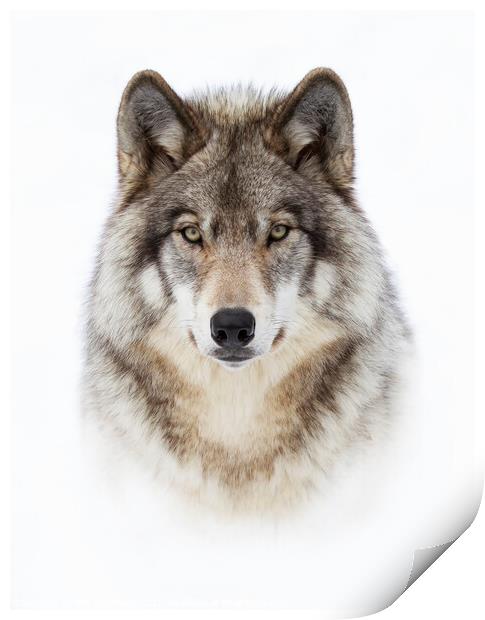 Portrait of a Wolf Print by Jim Cumming