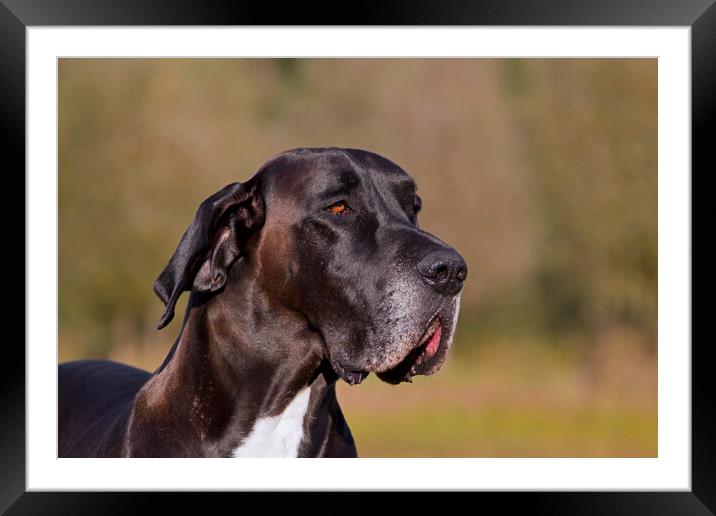 Great Dane Close-up Framed Mounted Print by Arterra 