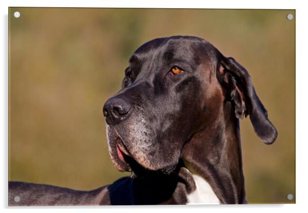 Great Dane Dog Acrylic by Arterra 
