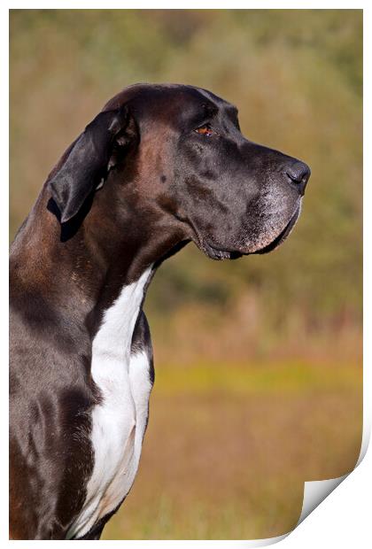 Great Dane Close Up Portrait Print by Arterra 