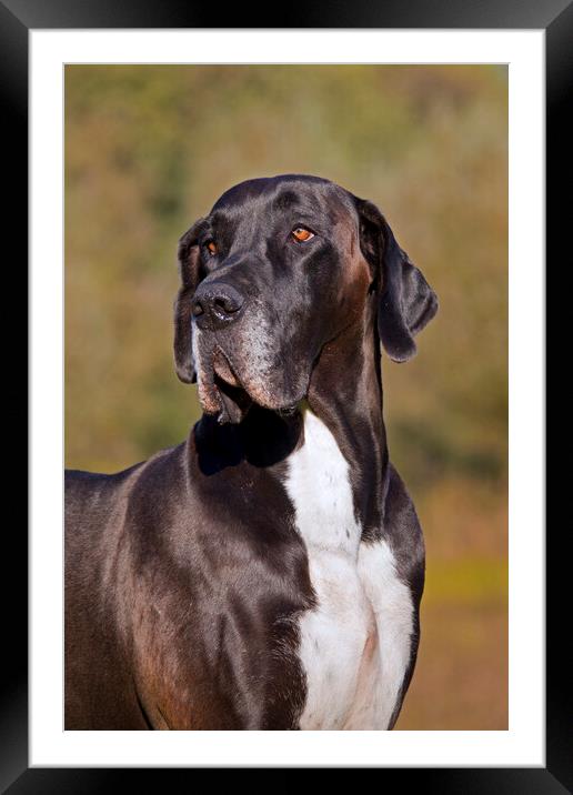 Great Dane Dog Framed Mounted Print by Arterra 