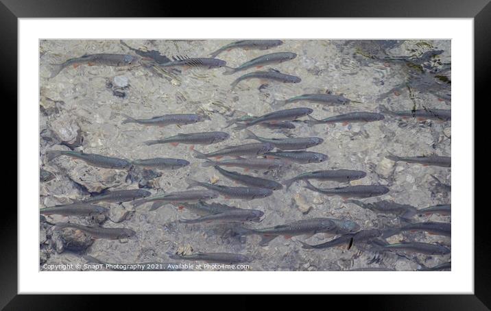 A shoal of Dace, a fish that is a species of the carp family, at Plitvice Lakes Framed Mounted Print by SnapT Photography