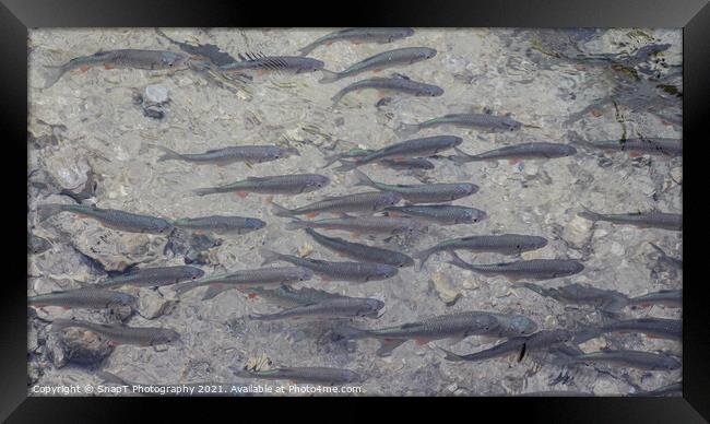 A shoal of Dace, a fish that is a species of the carp family, at Plitvice Lakes Framed Print by SnapT Photography