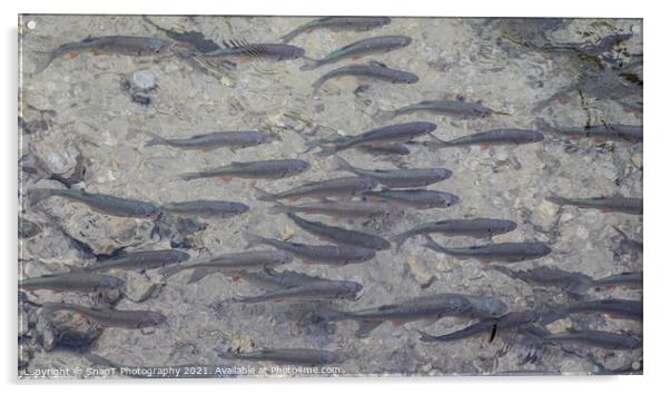 A shoal of Dace, a fish that is a species of the carp family, at Plitvice Lakes Acrylic by SnapT Photography