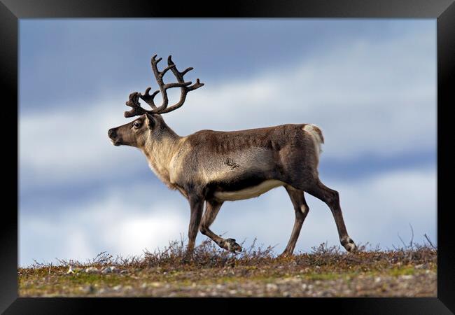 Reindeer on the Tundra in Sweden Framed Print by Arterra 