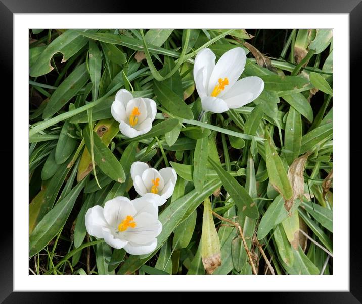 Crocus Framed Mounted Print by Roy Hinchliffe