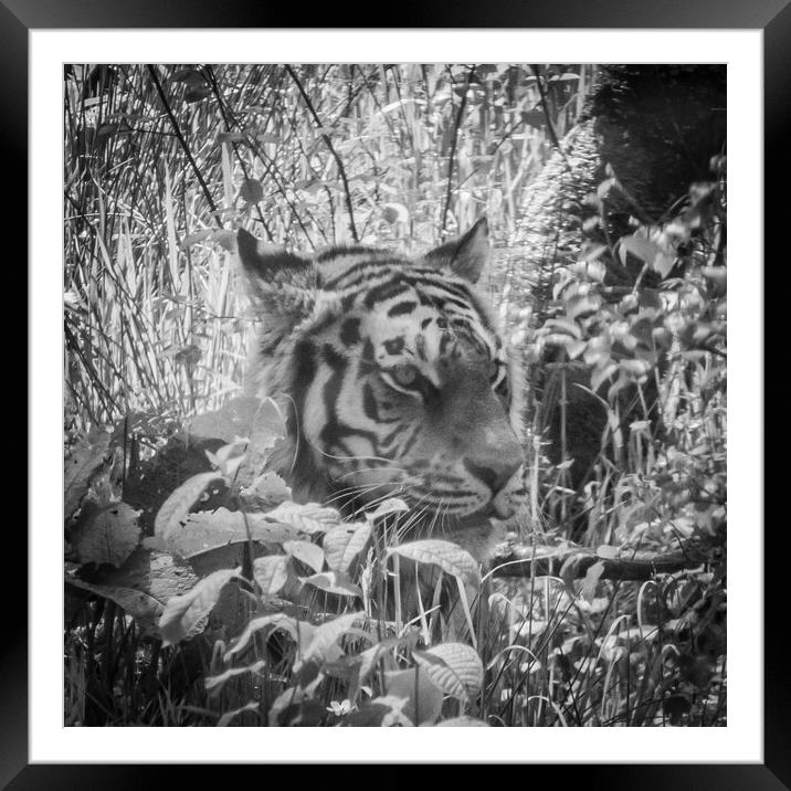 Tiger in Black & White Framed Mounted Print by Duncan Loraine