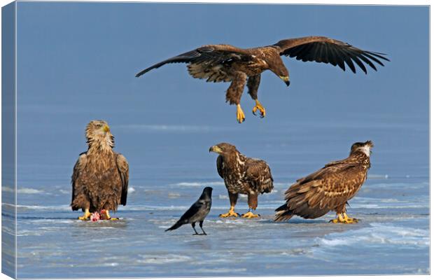 Young White-Tailed Sea Eagles on Frozen Lake Canvas Print by Arterra 