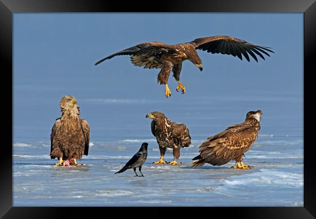 Young White-Tailed Sea Eagles on Frozen Lake Framed Print by Arterra 