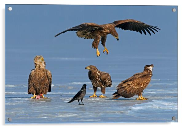 Young White-Tailed Sea Eagles on Frozen Lake Acrylic by Arterra 