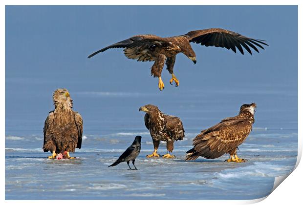 Young White-Tailed Sea Eagles on Frozen Lake Print by Arterra 