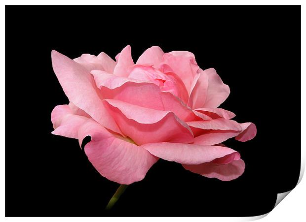 Pink Rose Petals. Print by paulette hurley