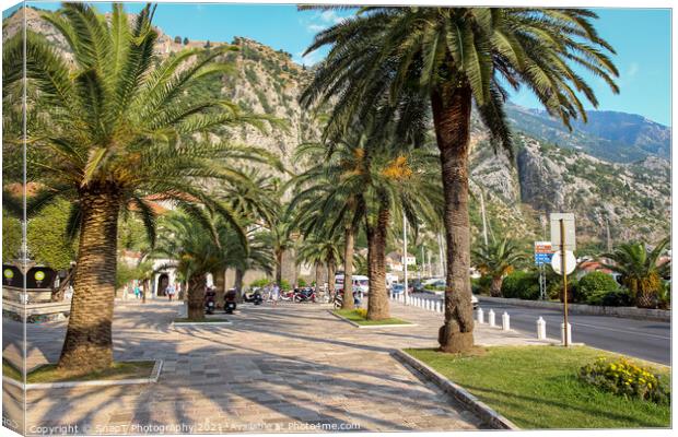 Palm tree lined pavement or sidewalk beside the harbour in Kotor, Montenegro Canvas Print by SnapT Photography