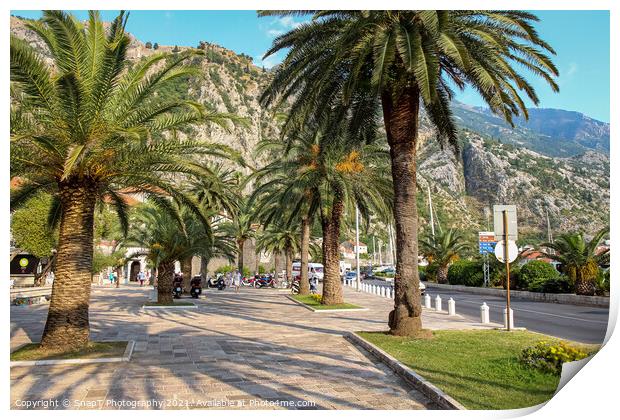 Palm tree lined pavement or sidewalk beside the harbour in Kotor, Montenegro Print by SnapT Photography