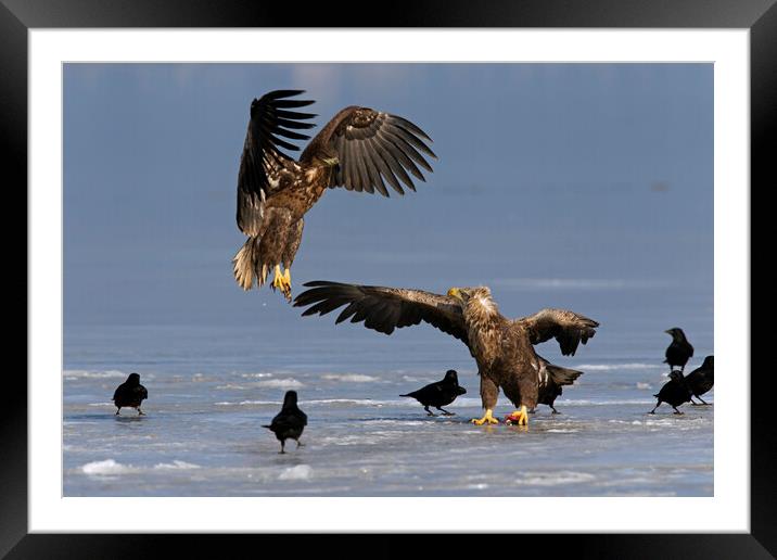 White-Tailed Sea Eagle Fighting on Frozen Lake Framed Mounted Print by Arterra 