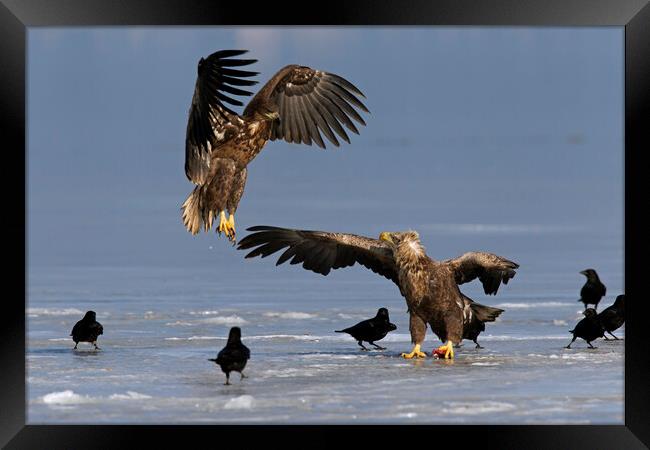 White-Tailed Sea Eagle Fighting on Frozen Lake Framed Print by Arterra 
