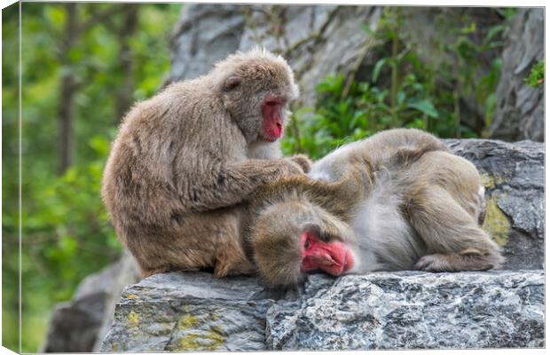 Japanese Macaques Grooming Canvas Print by Arterra 