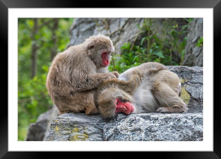 Japanese Macaques Grooming Framed Mounted Print by Arterra 