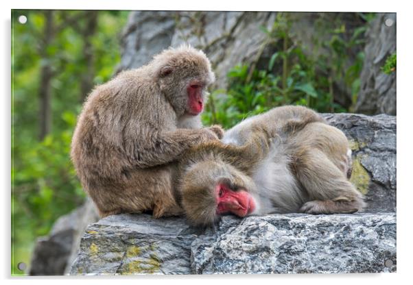 Japanese Macaques Grooming Acrylic by Arterra 