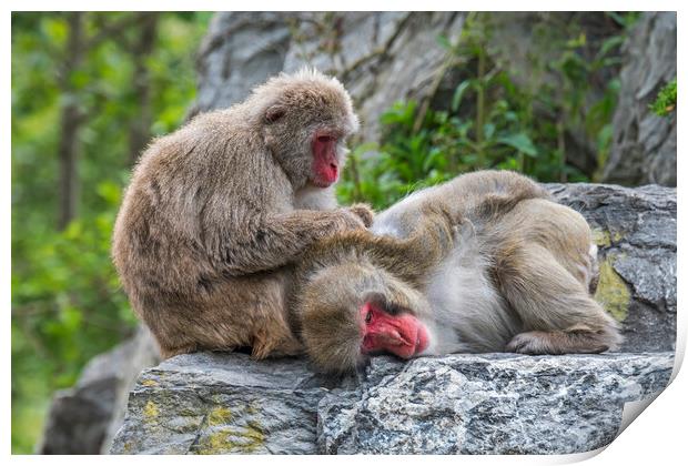 Japanese Macaques Grooming Print by Arterra 