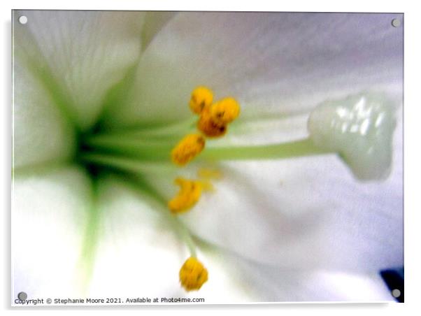 White Lily Acrylic by Stephanie Moore