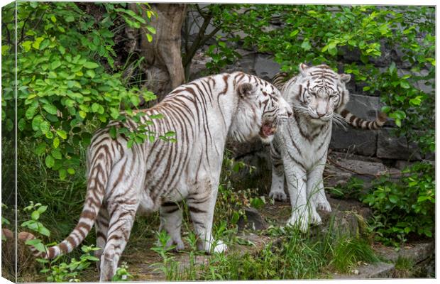 Two White Tigers Canvas Print by Arterra 