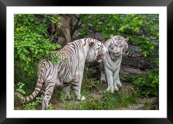 Two White Tigers Framed Mounted Print by Arterra 