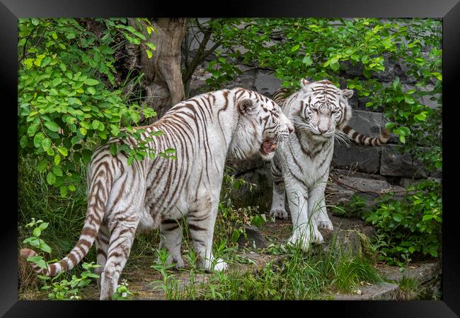 Two White Tigers Framed Print by Arterra 