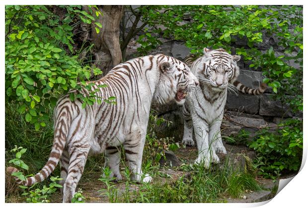 Two White Tigers Print by Arterra 