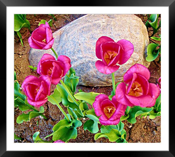 Pink Tulips Framed Mounted Print by Stephanie Moore