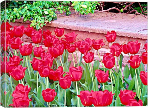 Red tulips Canvas Print by Stephanie Moore