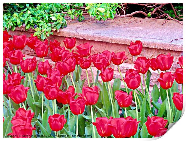 Red tulips Print by Stephanie Moore