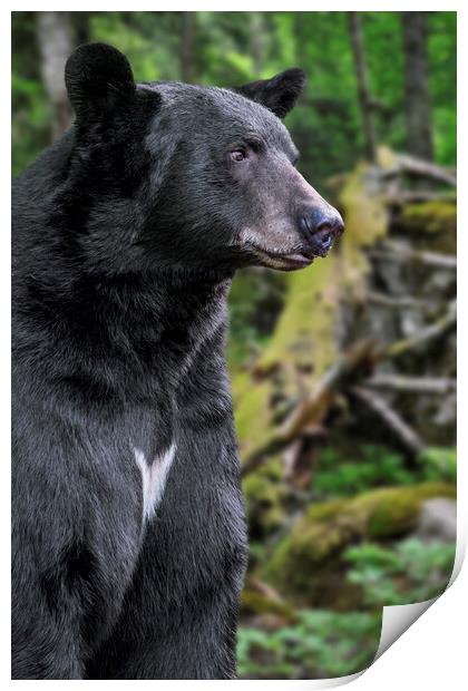 American Black Bear in Forest Print by Arterra 