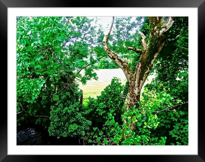 Dead Tree Framed Mounted Print by Stephanie Moore
