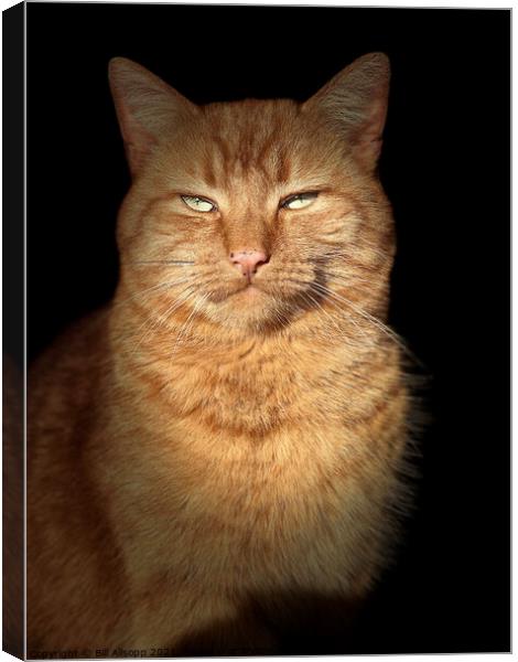 Portrait of a ginger cat. Canvas Print by Bill Allsopp