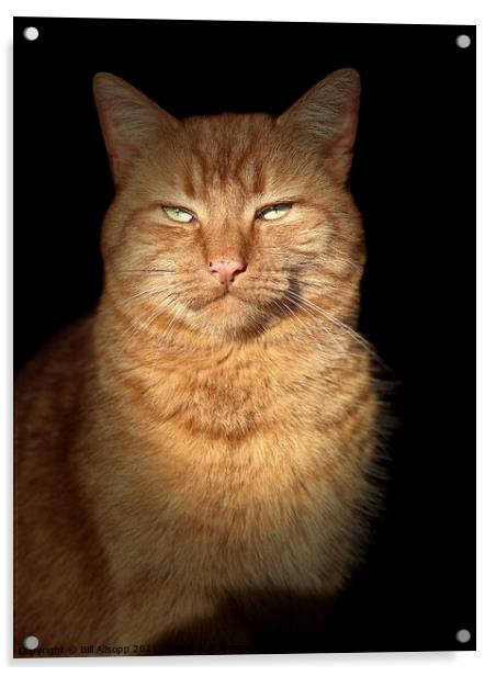 Portrait of a ginger cat. Acrylic by Bill Allsopp