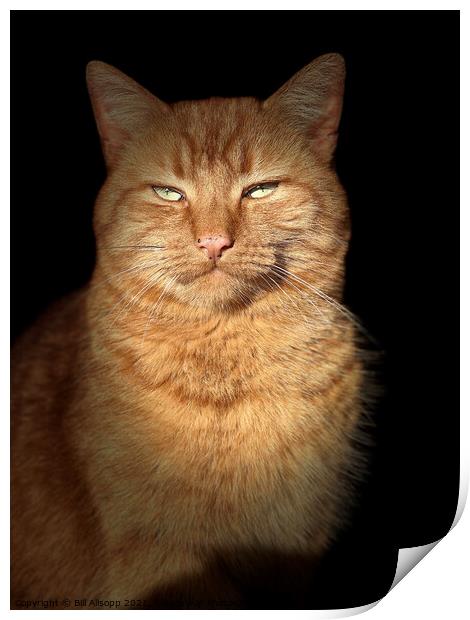 Portrait of a ginger cat. Print by Bill Allsopp
