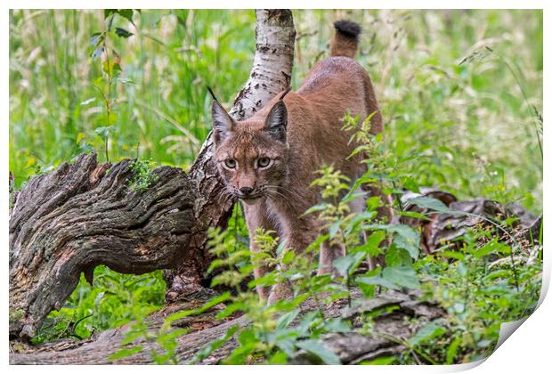 Young Eurasian Lynx  Print by Arterra 