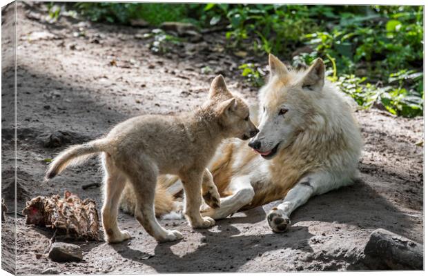 White Wolf with Pup Canvas Print by Arterra 