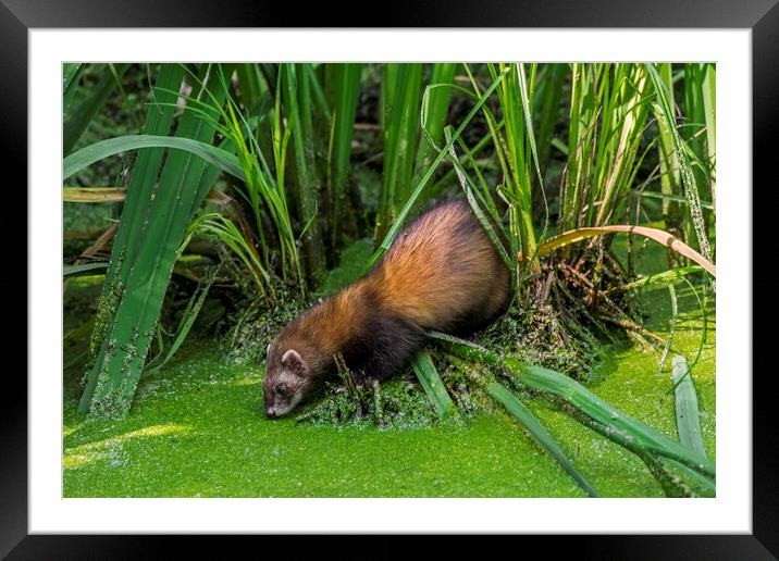 Polecat Drinking Water from Pond Framed Mounted Print by Arterra 
