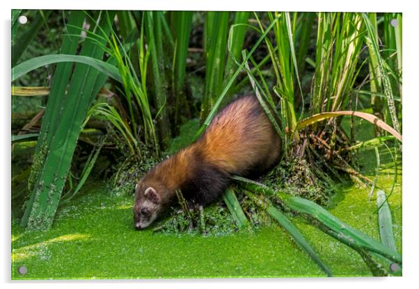 Polecat Drinking Water from Pond Acrylic by Arterra 