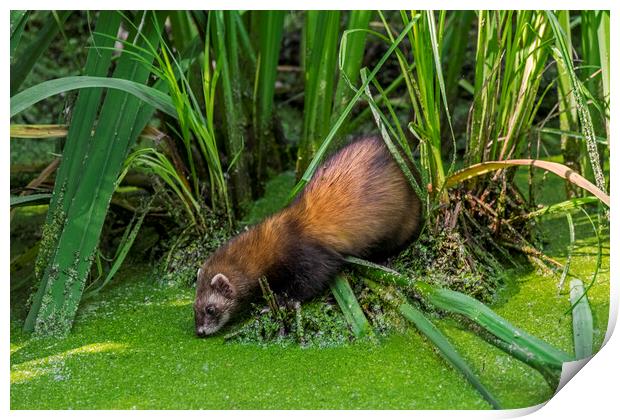 Polecat Drinking Water from Pond Print by Arterra 