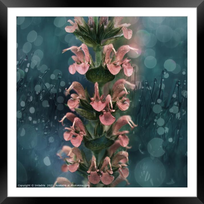 Soft Peach colored Salvia flowers Framed Mounted Print by Imladris 