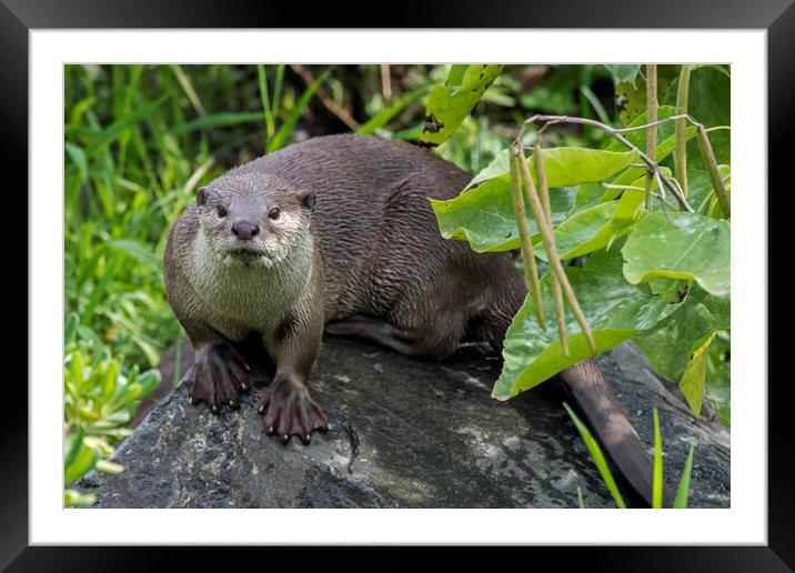 Smooth-Coated Otter Framed Mounted Print by Arterra 